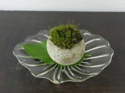 kokedama8