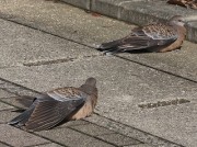 hato2