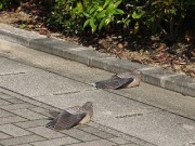 hato4