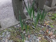 suisen