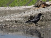 karasu4