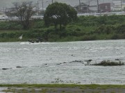 kamogawa9