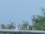 koroni-17