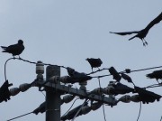 karasu4wa