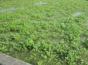 seritanbo30