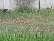 hato8.25-2