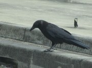 karasu9.6