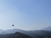 tobukarasu