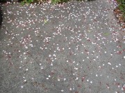 sakurasibe