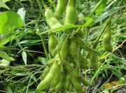 edamame22