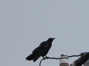 karasu13