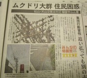 mukudori