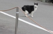neko29.1