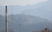 karasunokosodate3.11
