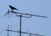 5.1karasu
