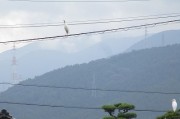 sagi2wa