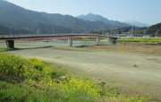 kamogawananohana3.16