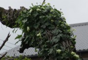 karasuuri