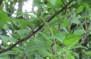 mukugetubomi6.17