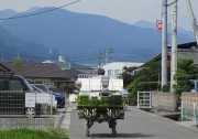 taue