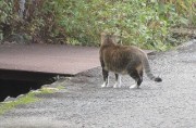 12.9neko2
