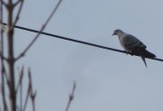 hato3.24