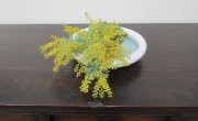 mimoza