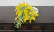 mimoza3.23