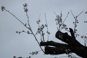 sakurakaika28