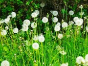 huransutanpopo
