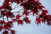 kaedenohana4.14