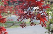 kaedenohana4.8
