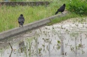 karasu2wa