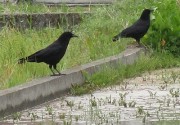 karasu4.20