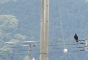 karasu4.28
