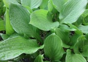 midori1