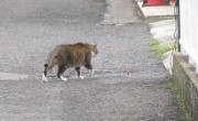 neko3