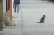 neko4.20