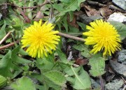tanpopo4.11