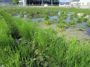 IMG_9594