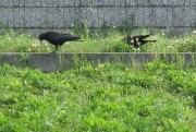 karasu5.12
