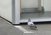 seimaisyohato1