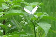 sirotyou30.1