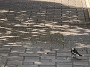 tokainosegurosekirei