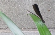 hagurotonbo17