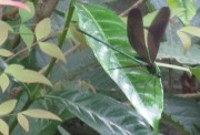 hagurotonbo2