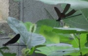 hagurotonbo7.4