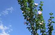 mukugenosora