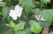 siromukuge26