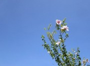 aoisora8.29